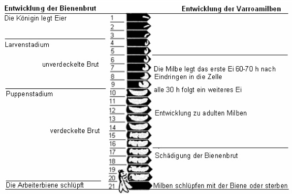 Entwicklung von Wirt und Parasit nach Sanford