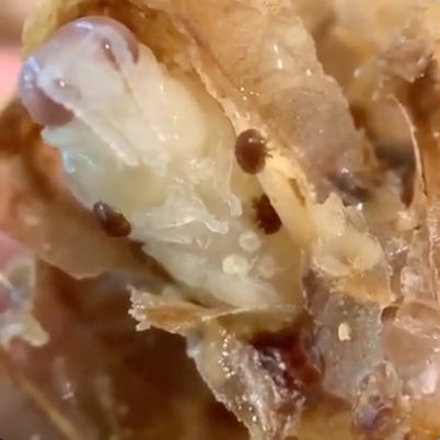 Varroamilben auf Bienenpuppe